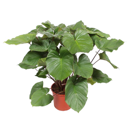 Homalomena Rubescens Maggy – Tropische Zimmerpflanze 130 cm