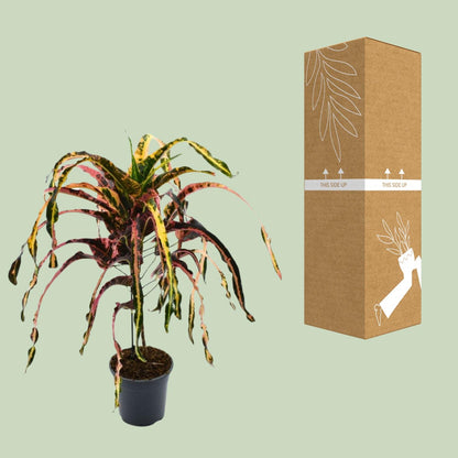 Croton Dreadlock Ø19cm – Bunte, pflegeleichte Zimmerpflanze bis 85cm