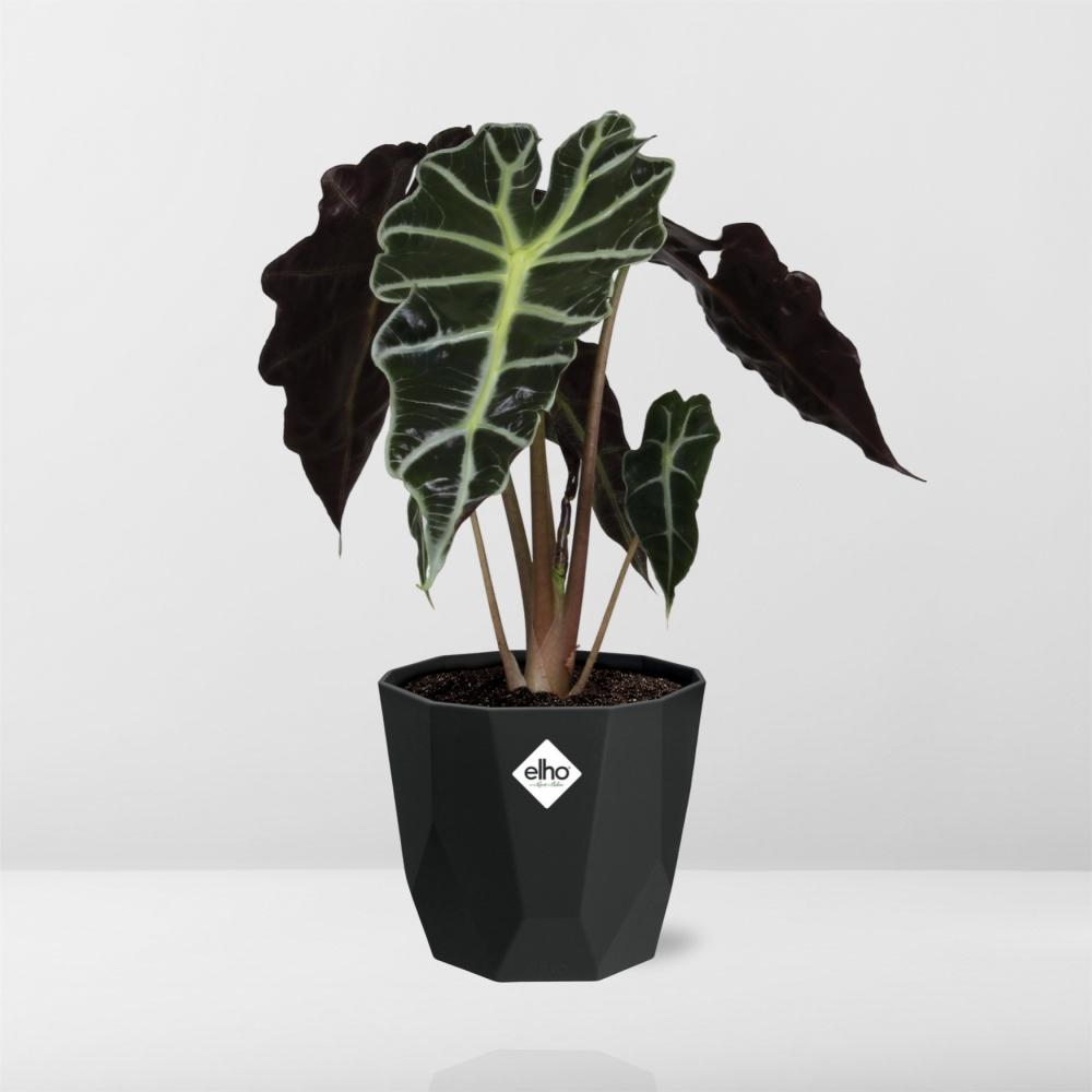 Alocasia ‘Polly’ – Tropische, pflegeleichte Zimmerpflanze im 14cm Topf