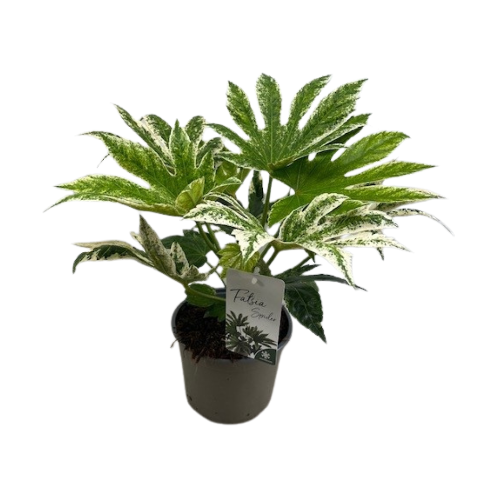 Fatsia Spider Web – Pflegeleichte Zimmerpflanze Ø17cm