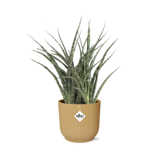 Sansevieria Fernwood Punk in ELHO Vibes Fold 14cm Gelb – Luftreinigende Schwiegermutterzunge