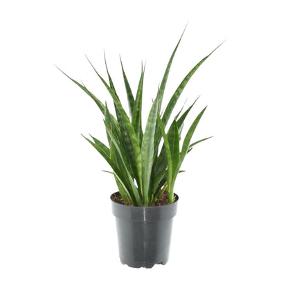 Sansevieria kirkii 'Friends' – Pflegeleichte Zimmerpflanze 38 cm