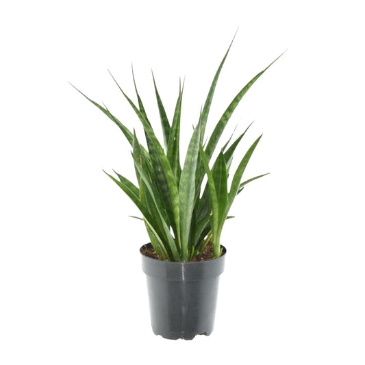 Sansevieria kirkii 'Friends' – Pflegeleichte Zimmerpflanze 38 cm