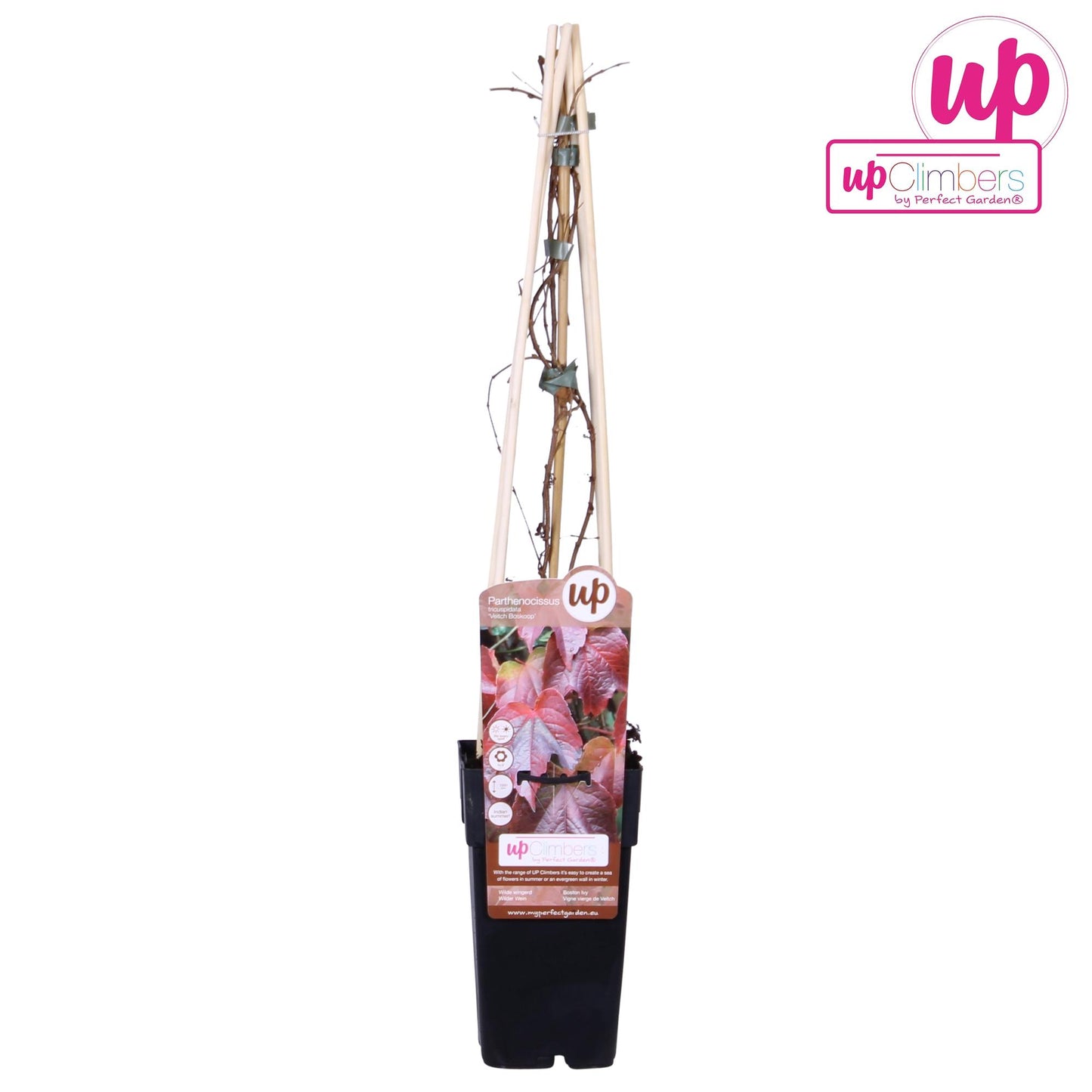 Parthenocissus Tricuspidata 'Veitch Boskoop' – Kletternde Zimmerpflanze Ø15cm