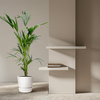 Kentia-Palme – 160 cm – Ø 24 cm Topf