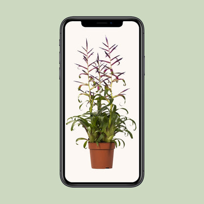 Tillandsia Mora – pflegeleichte Luftpflanze Ø12cm, 55cm hoch