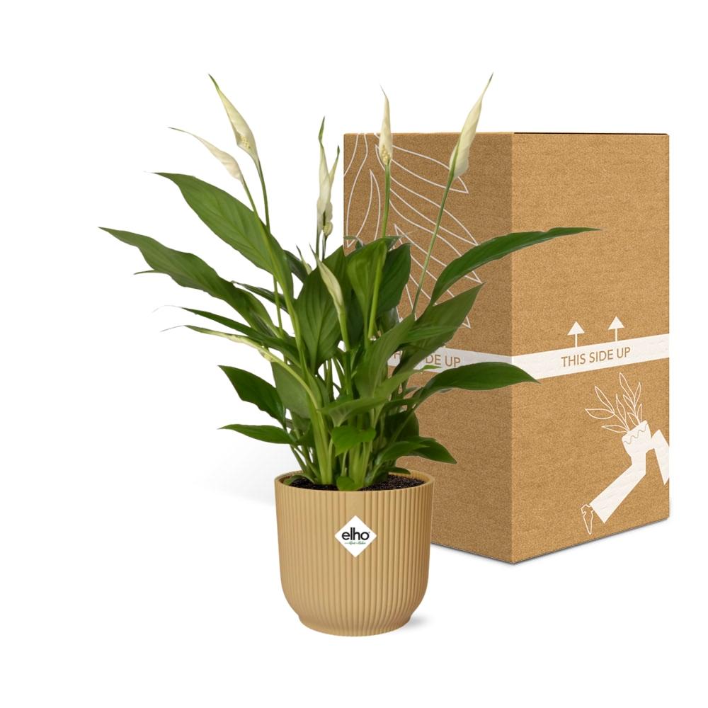 Spathiphyllum 12 cm Torelli in ELHO Vibes Fold 14 cm Gelb
