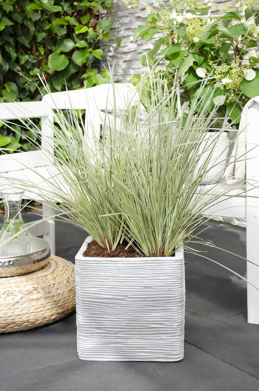 Lomandra longifolia 'White Sands' – Pflegeleichte Terrassenpflanze