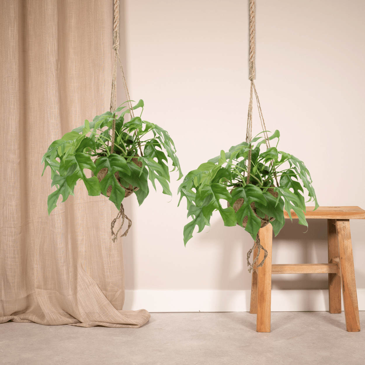 Kokodama Monstera Minima Hang – 2er Set Ø15 cm