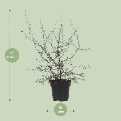 Zickzackstrauch Corokia cotoneaster Ø12cm, 40cm hoch