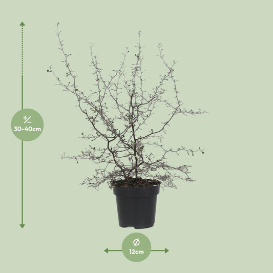 Zickzackstrauch Corokia cotoneaster Ø12cm, 40cm hoch