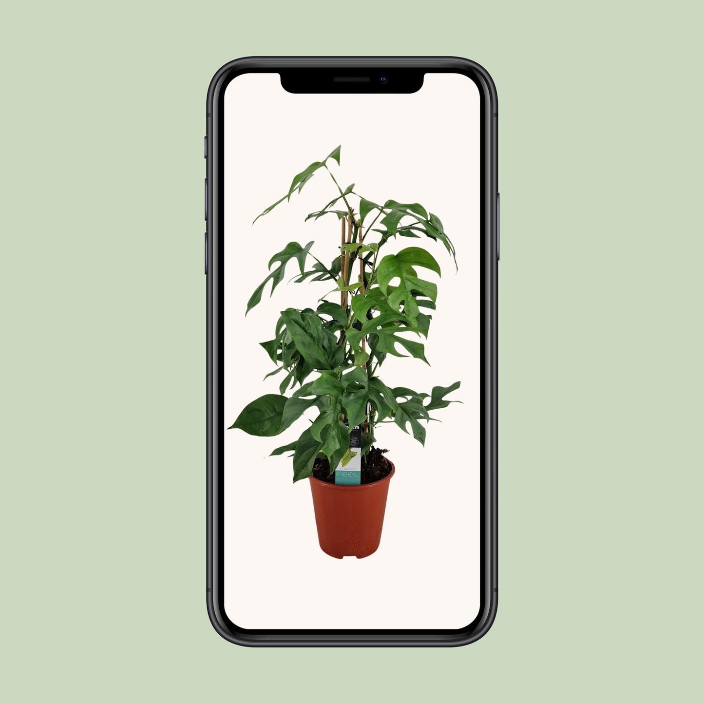 Philodendron Minima Pyramide – Pflegeleichte Zimmerpflanze Ø19 cm