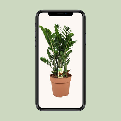 Zamioculcas Zamiifolia Ø30cm – Pflegeleichte Zimmerpflanze bis 110cm