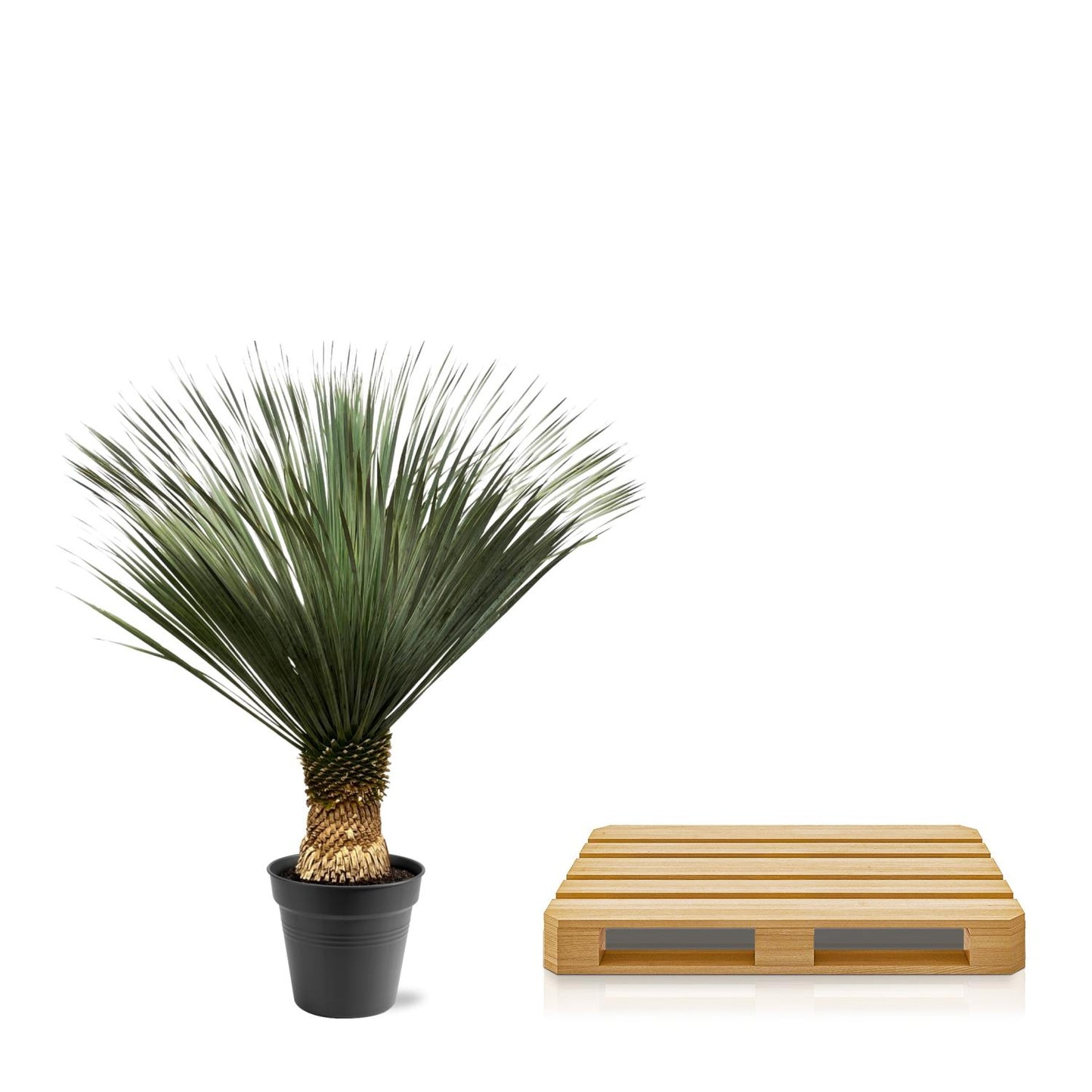 Yucca Rostrata – Robuste & pflegeleichte Zimmerpflanze