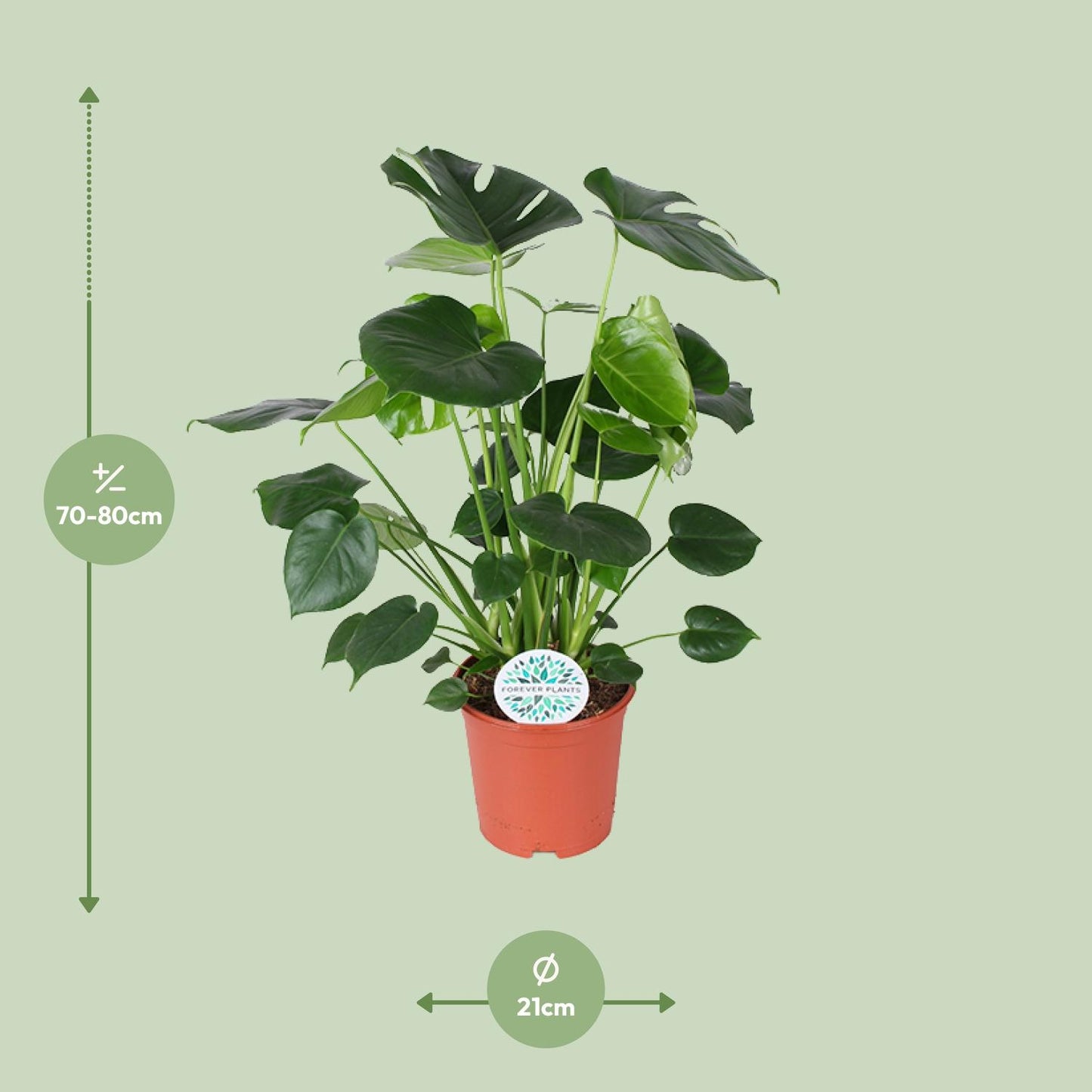 Monstera Deliciosa Ø21cm – Luftreinigende Trendpflanze