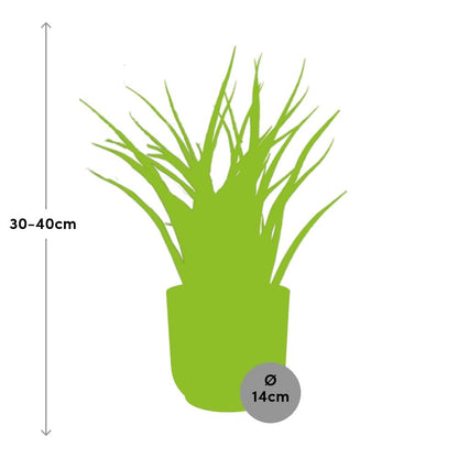 Sansevieria Fernwood Punk in ELHO Vibes Fold 14cm rosa