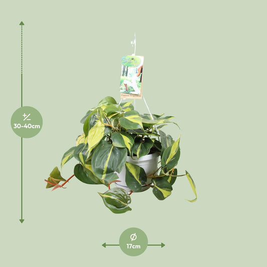 Philodendron Brasil – Pflegeleichte Zimmerpflanze Ø17cm