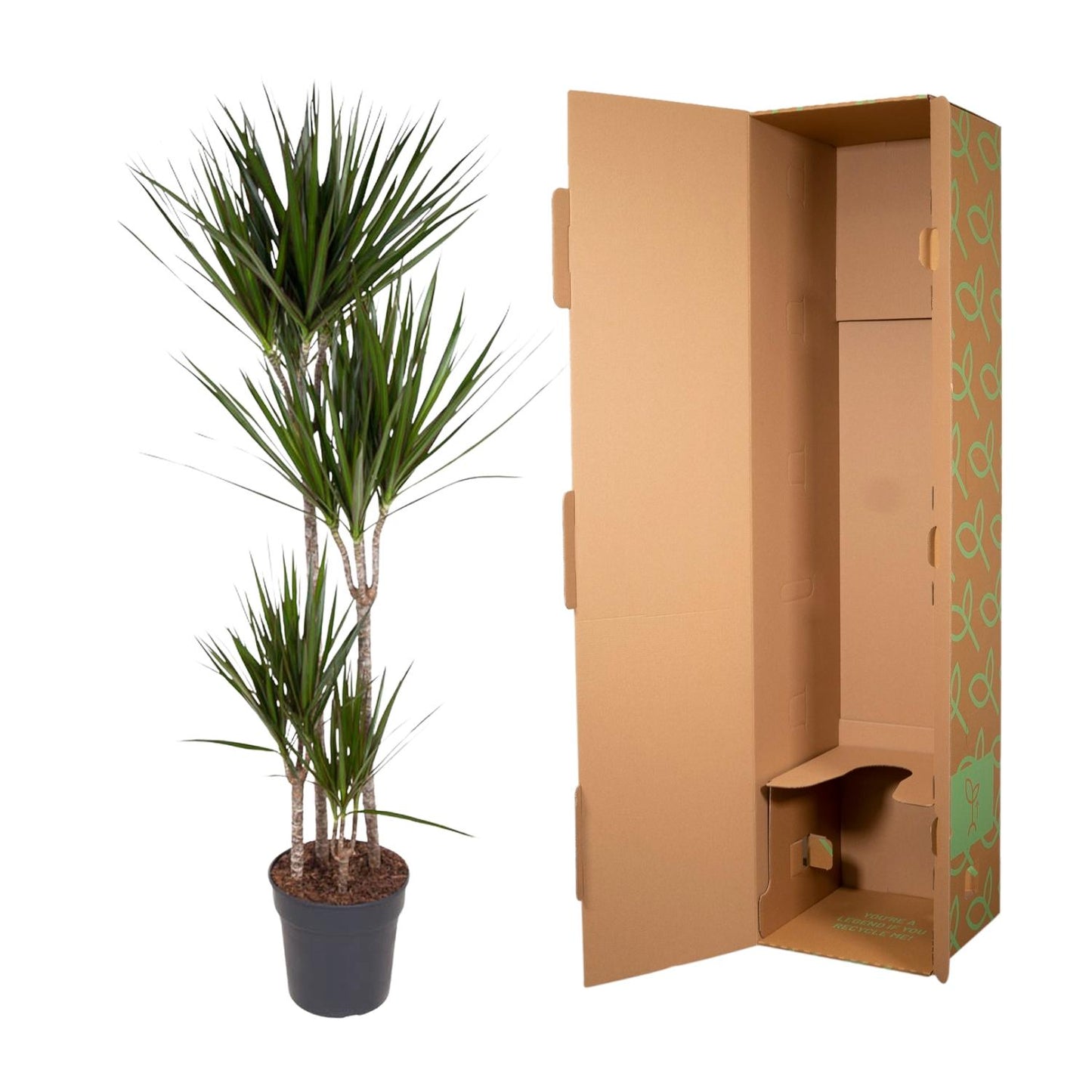 Dracaena Marginata – Elegante, pflegeleichte Zimmerpflanze 180 cm