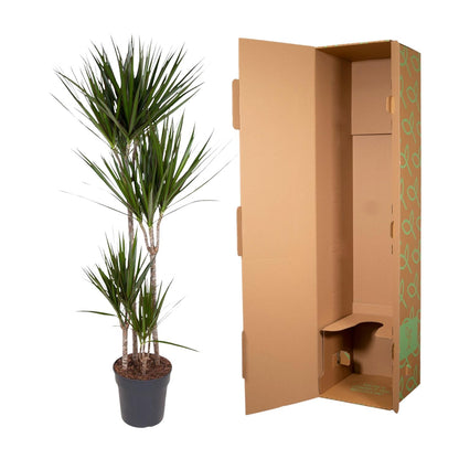 Dracaena Marginata – Elegante, pflegeleichte Zimmerpflanze 180 cm