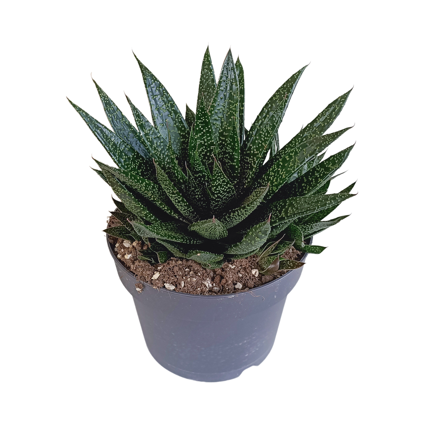 Gasteria 'd Due – Pflegeleichte Zimmerpflanze 17 cm