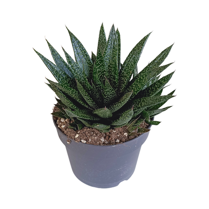 Gasteria 'd Due – Pflegeleichte Zimmerpflanze 17 cm