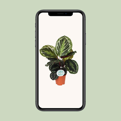 Calathea Medallion – Exotische pflegeleichte Zimmerpflanze Ø14 cm