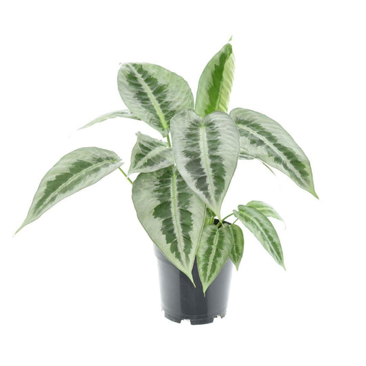 Schismatoglottis mottleyana – Exotische Zimmerpflanze, 14 cm Topf