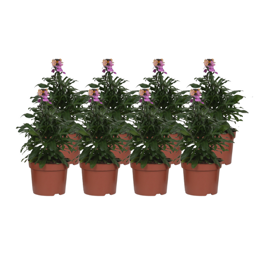 Goldlack 'Purple Glow' – 8er Set Ø12cm, duftende Balkonpflanze