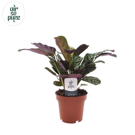 Ctenanthe Burle Marxii – Pflegeleichte Trendpflanze Ø12cm