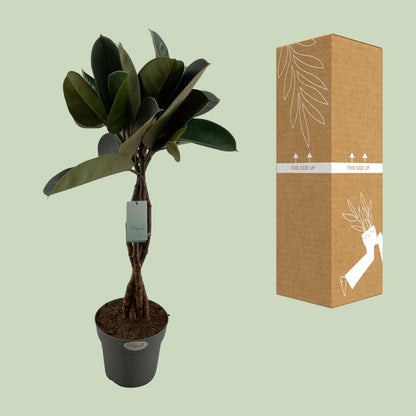 Ficus Elastica Burgundy – Pflegeleichte Zimmerpflanze Ø24cm