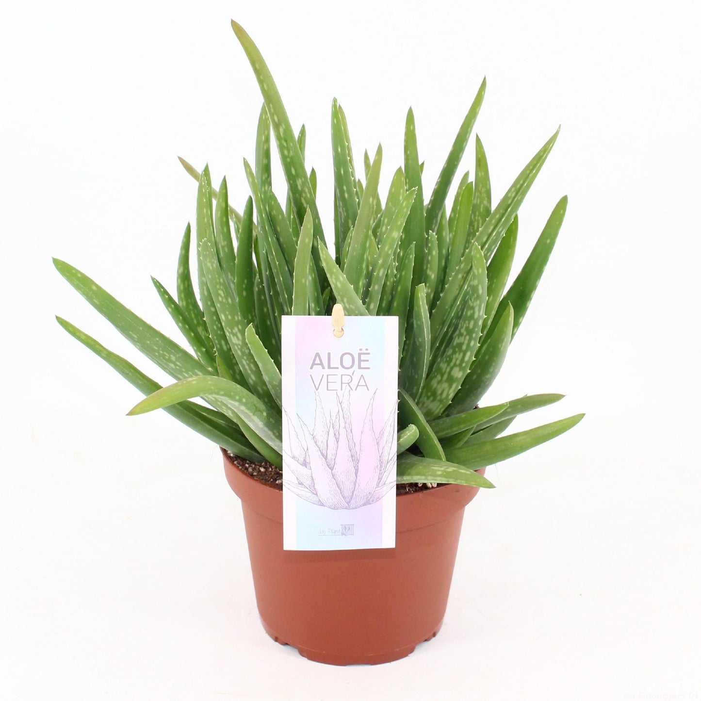 Aloe Vera - Pflegeleichte luftreinigende Zimmerpflanze Ø14cm