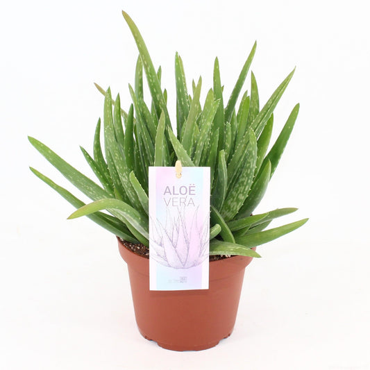 Aloe Vera - Pflegeleichte luftreinigende Zimmerpflanze Ø14cm