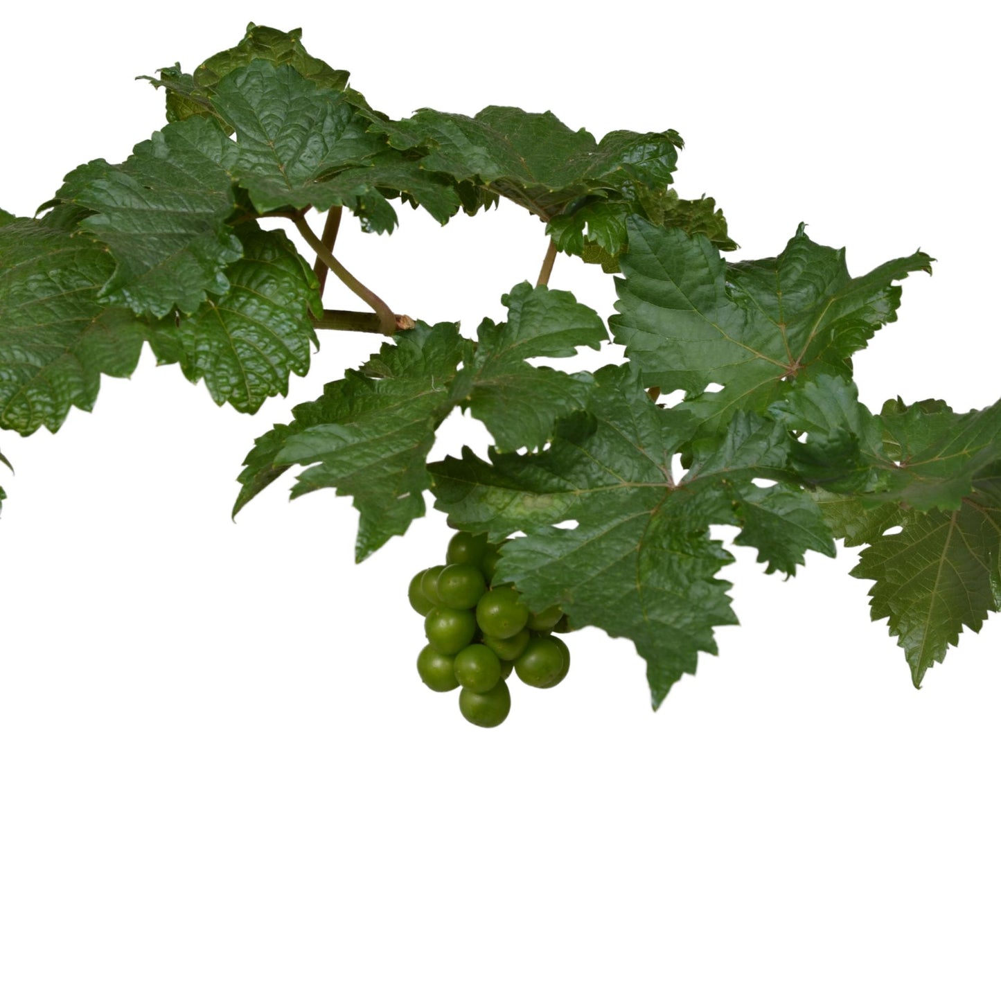Zwergtraube 'Pinot Noir' – Kompakte, pflegeleichte Rebe im Ø21cm Topf