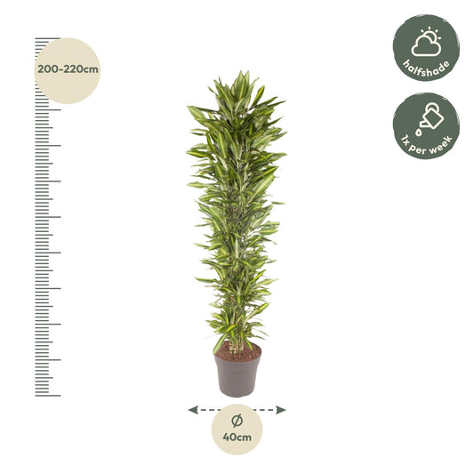 Dracaena Cintho vertakt – 210 cm – Pflegeleichte Zimmerpflanze