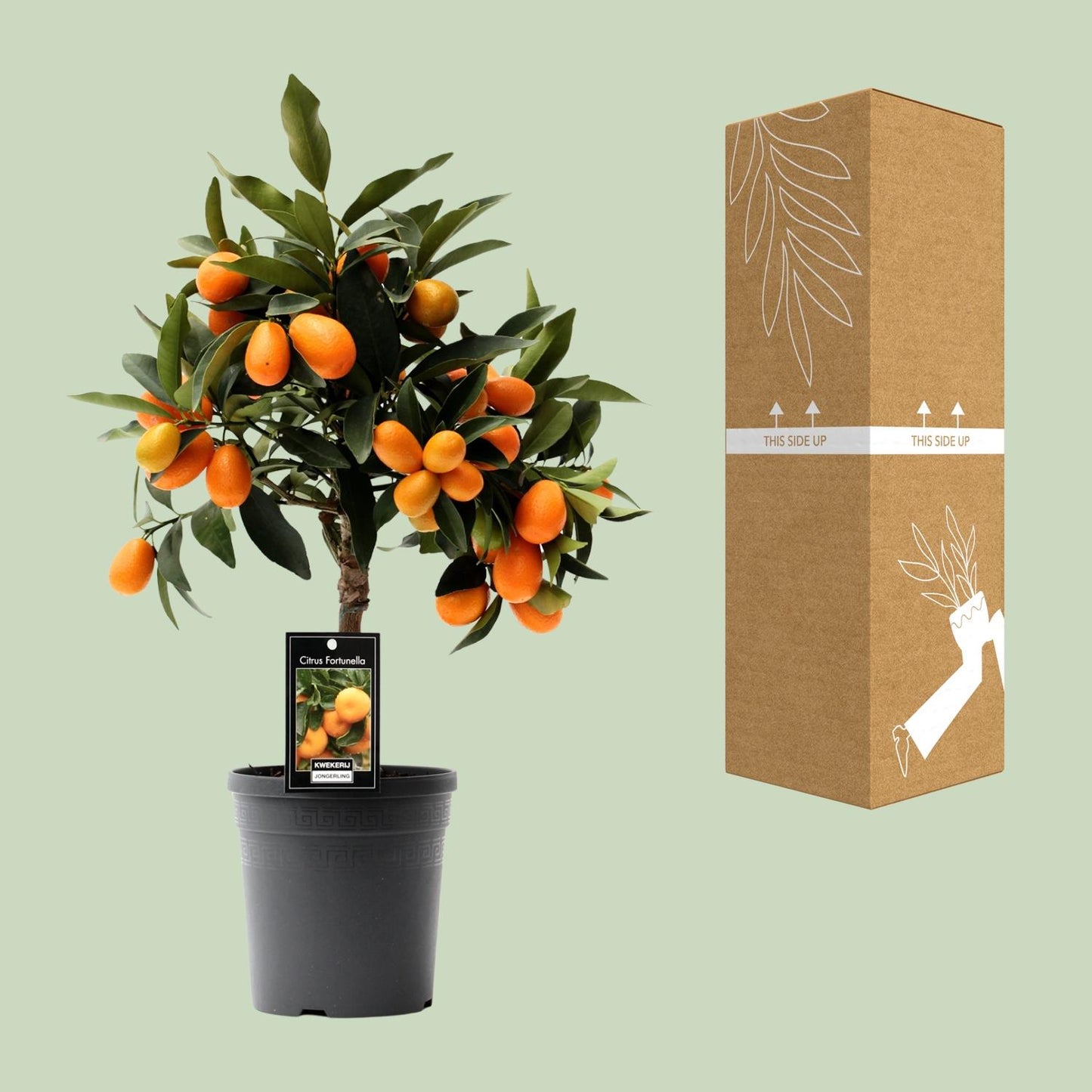 Citrus Kumquat – Pflegeleichte Zitruspflanze Ø16cm