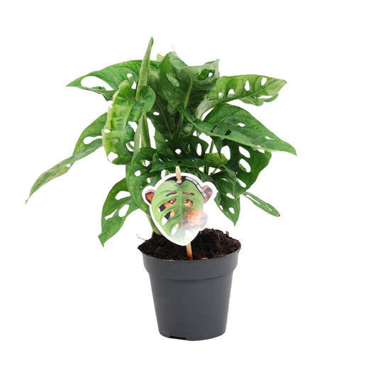 Monstera Monkey Leaf – pflegeleichte Zimmerpflanze Ø12cm