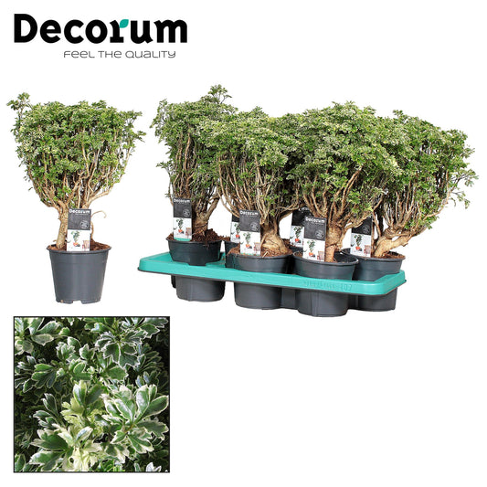 Polyscias Hawaiiana Ming Gold Bonsai – pflegeleichter Zimmerbaum