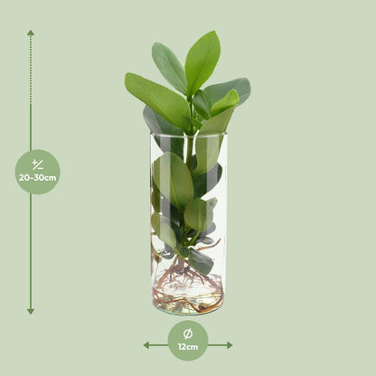 Clusia Hydroponie Pflanzenmix im Cylinder Glas Ø12cm