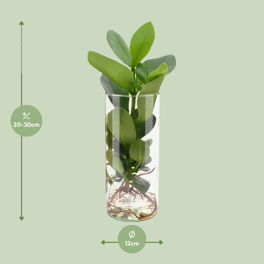 Clusia Hydroponie Pflanzenmix im Cylinder Glas Ø12cm