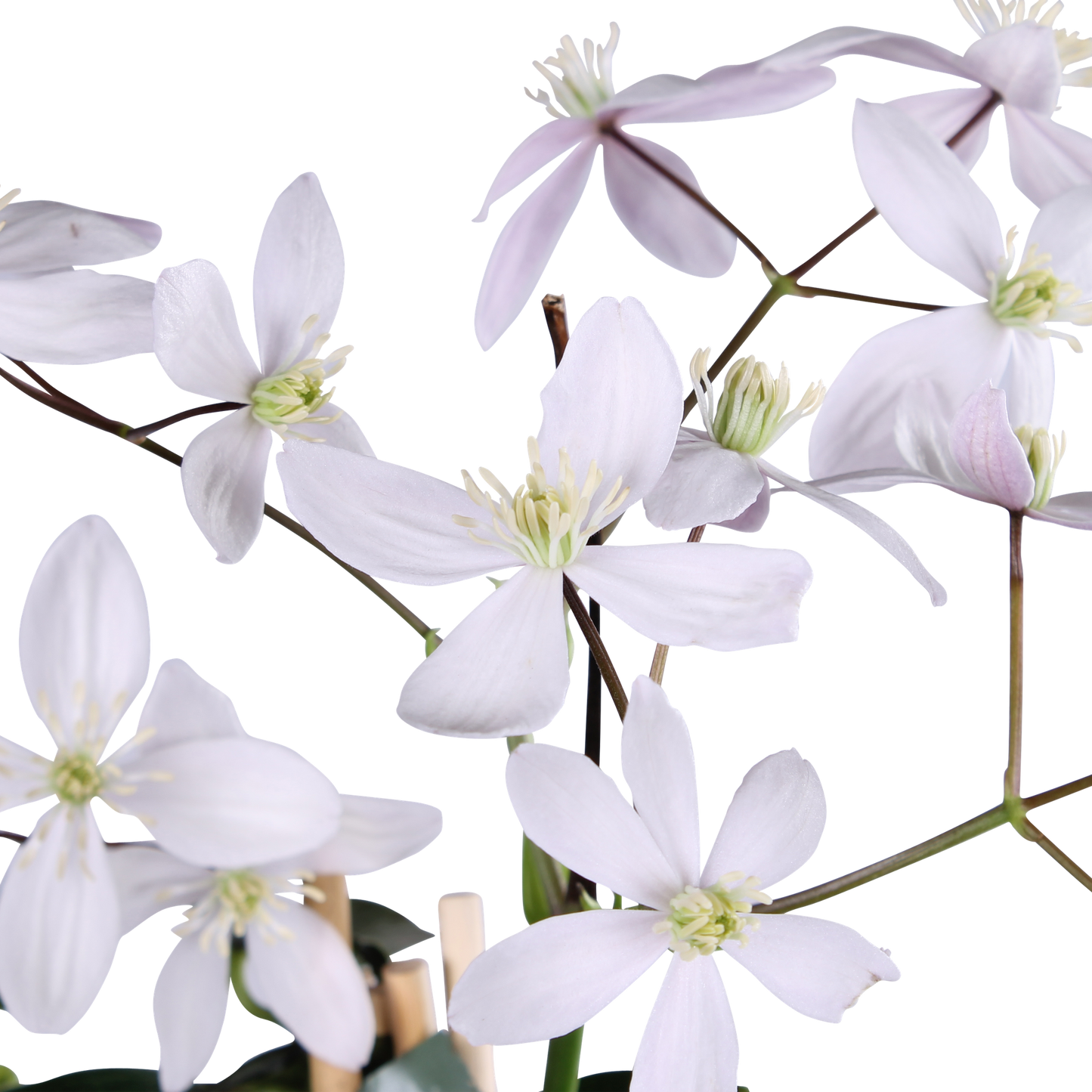 Immergrüne Clematis 'Apple Blossom' – Rosa Blütenpracht Ø15cm