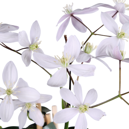 Immergrüne Clematis 'Apple Blossom' – Rosa Blütenpracht Ø15cm