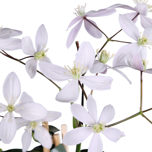 Immergrüne Clematis 'Apple Blossom' – Rosa Blütenpracht Ø15cm