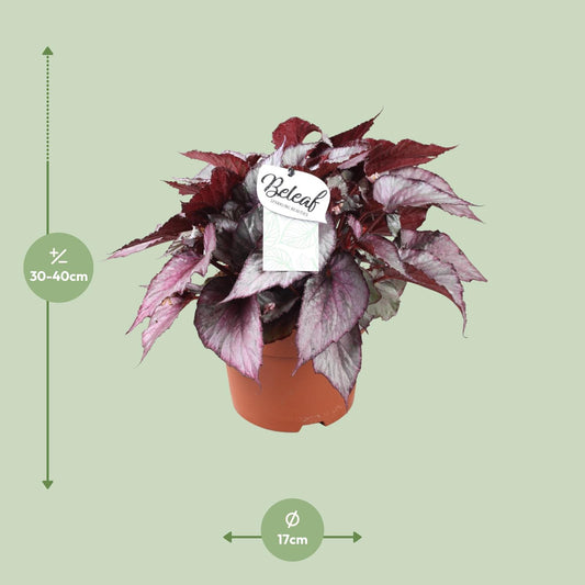 Begonia Beleaf Maori Haze – Exotische Zimmerpflanze Ø17cm