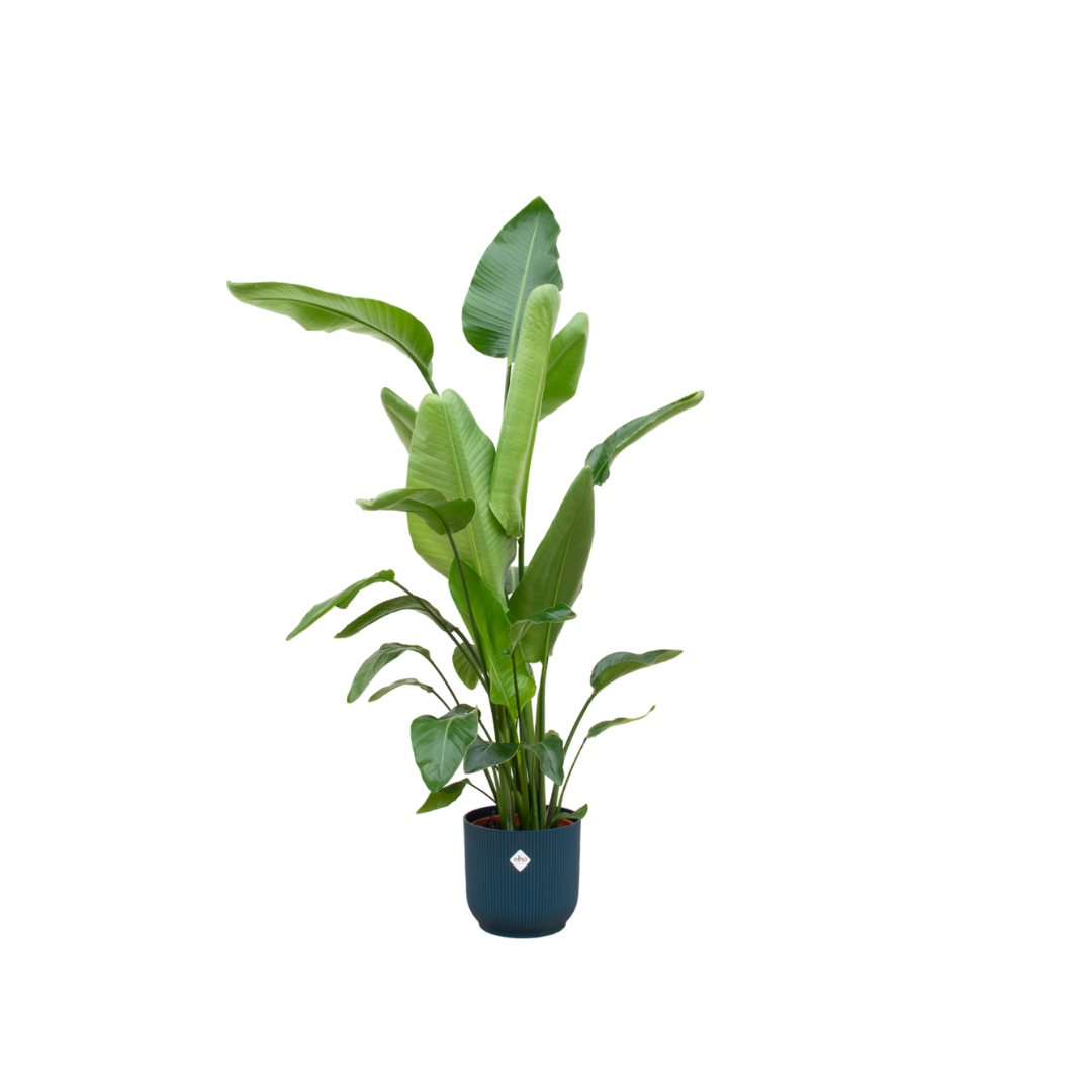 Strelitzia Nicolai mit elho Vibes Fold Round Topf Ø30 cm, 160 cm