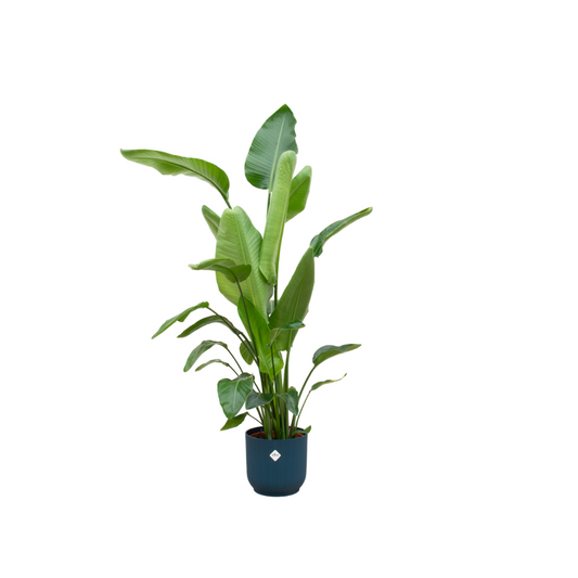 Strelitzia Nicolai mit elho Vibes Fold Round Topf Ø30 cm, 160 cm