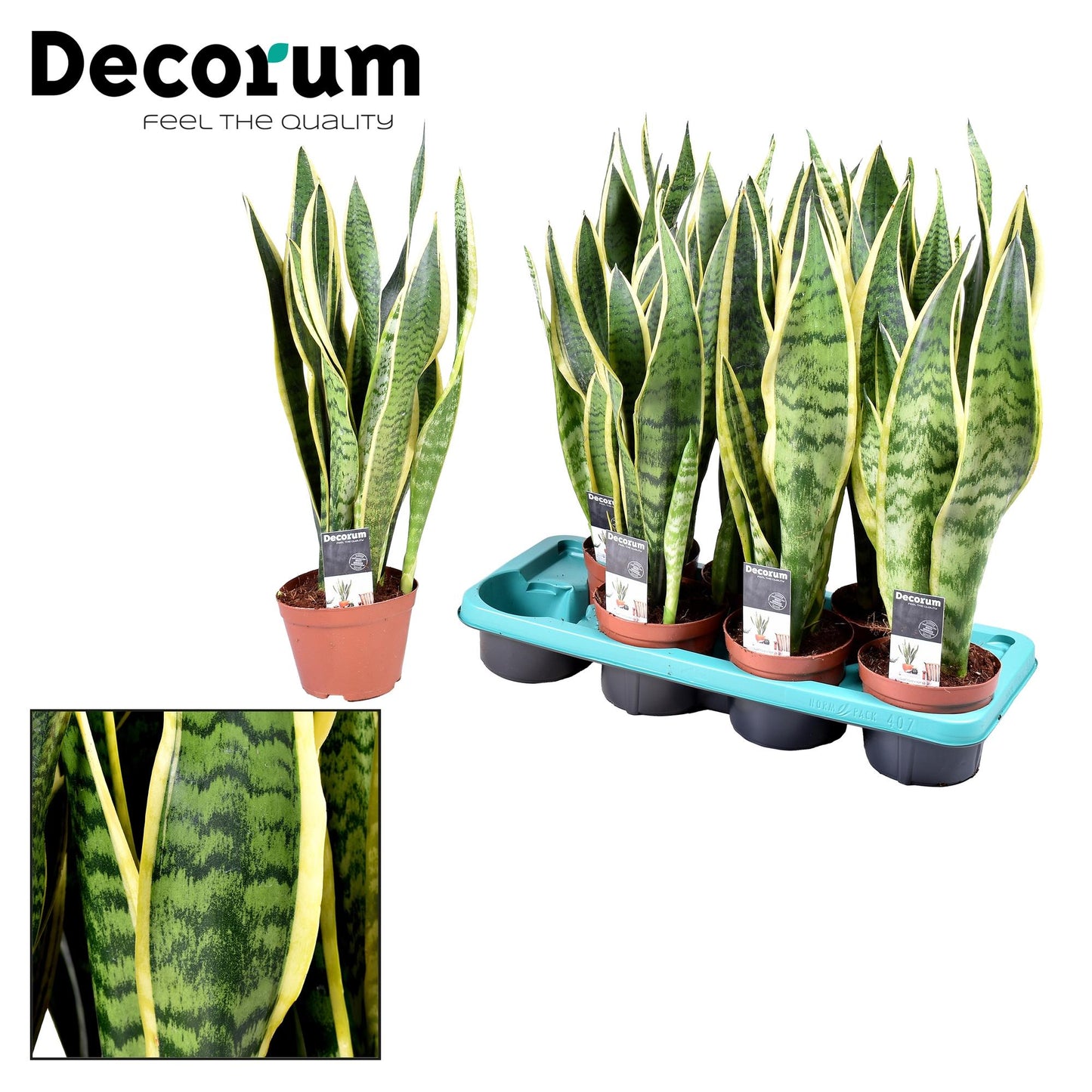 Sansevieria Laurentii – Pflegeleichte Luftreiniger-Pflanze Ø14cm