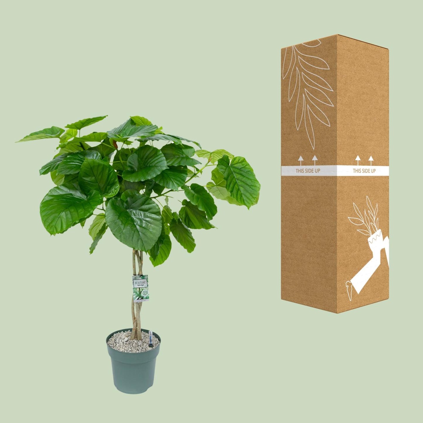 Ficus Umbellata Geflochten – 120 cm pflegeleichte Zimmerpflanze
