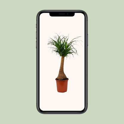 Beaucarnea recurvata – Elefantenfuß-Pflanze Ø21cm, 65cm hoch