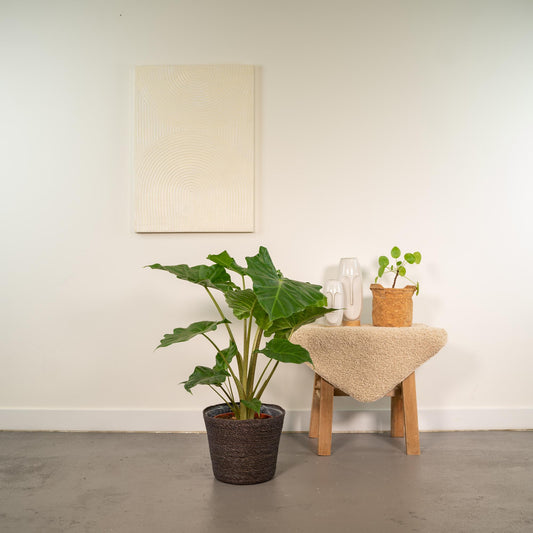 Alocasia Portodora Ø21cm mit Korb Igmar – Elefantenohr Zimmerpflanze