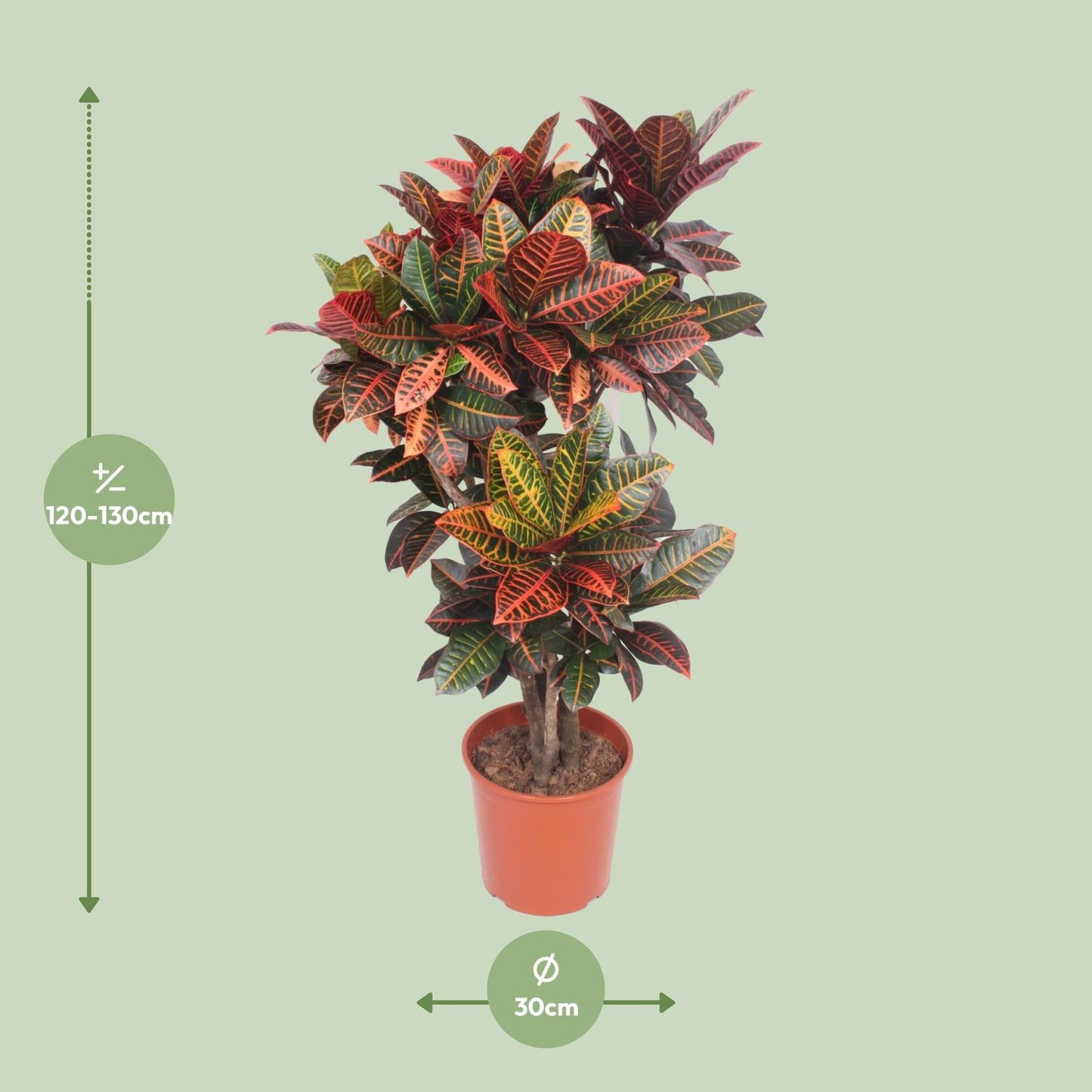 Codiaeum Petra (Croton Petra) – Pflegeleichter Farbtupfer Ø30cm